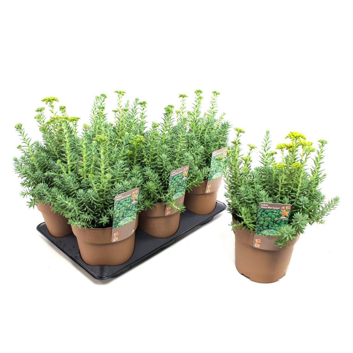 Taklök – Sempervivum arachnoideum 'Silberring' - C1,5